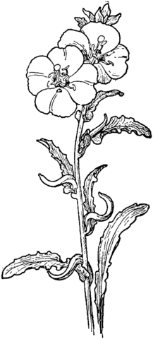 Evening Primrose Coloring Page